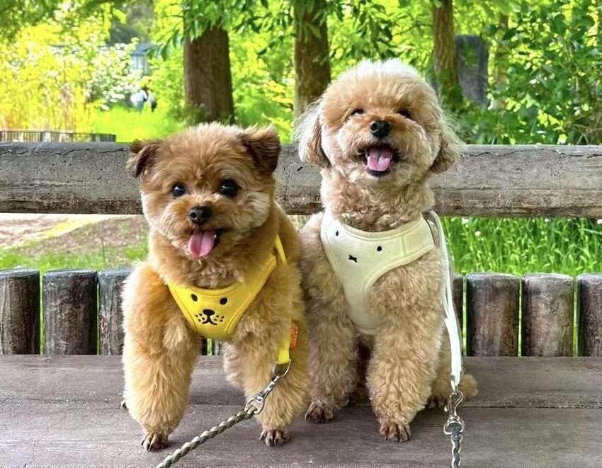 公園のベンチの上で、仲良しの犬と並んで座るるく